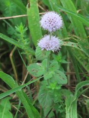 Mentha aquatica
