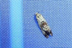 Neocochylis hybridella