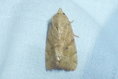 Cosmia trapezina
