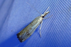 Catoptria falsella