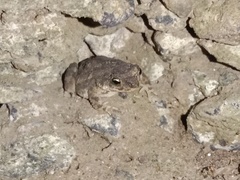 Duttaphrynus stomaticus