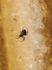 Araneus ventricosus