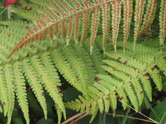 Dryopteris corleyi