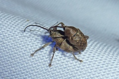 Curculio glandium