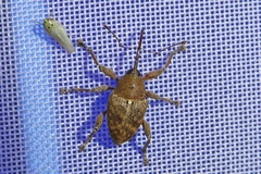 Curculio glandium