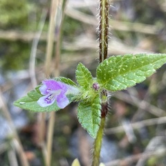 Galeopsis bifida