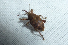 Curculio glandium