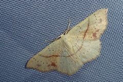 Cyclophora punctaria
