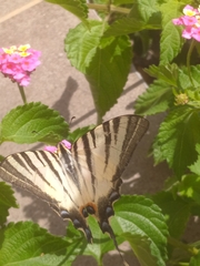 Iphiclides podalirius