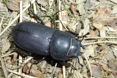 Dorcus parallelipipedus