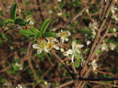 Prunus spinosa