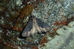 Dypterygia scabriuscula