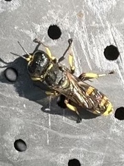 Ectemnius cephalotes