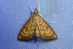 Ecpyrrhorrhoe rubiginalis