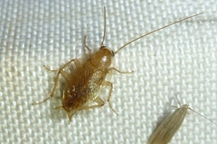 Planuncus tingitanus