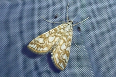 Elophila nymphaeata