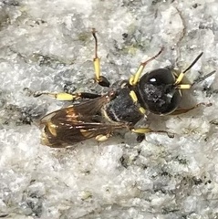 Ectemnius cephalotes