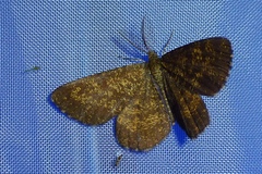 Ematurga atomaria