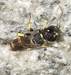 Ectemnius cephalotes
