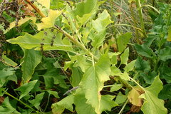 Blitum bonus-henricus