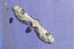 Eupithecia centaureata