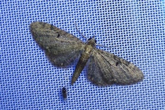 Eupithecia tripunctaria