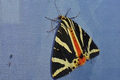 Euplagia quadripunctaria