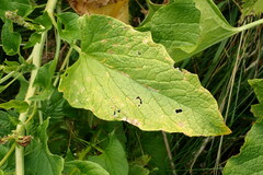 Blitum bonus-henricus