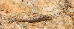 Meinertellidae