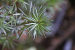 Leptecophylla juniperina