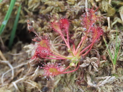 Drosera intermedia
