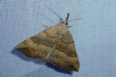 Hypena proboscidalis