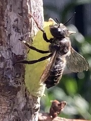 Megachile centuncularis