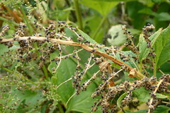 Blitum bonus-henricus