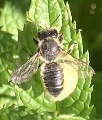 Megachile centuncularis