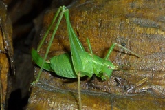 Leptophyes punctatissima