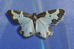 Lomaspilis marginata