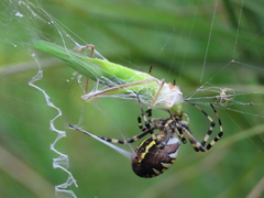 Argiope bruennichi