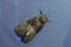 Mesoligia furuncula