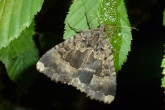 Mormo maura