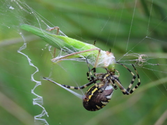 Argiope bruennichi