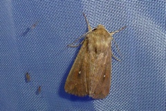 Mythimna albipuncta