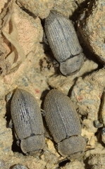 Gonocephalum rusticum