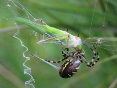 Argiope bruennichi