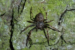 Nuctenea umbratica