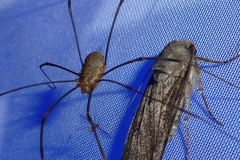 Opilio canestrinii