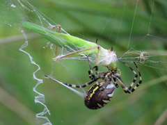 Argiope bruennichi