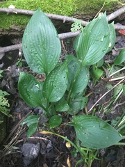 Hosta