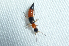 Paederus riparius