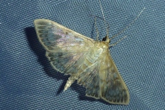 Patania ruralis